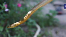 varkala-cobra-vava-suresh-snake-rescue