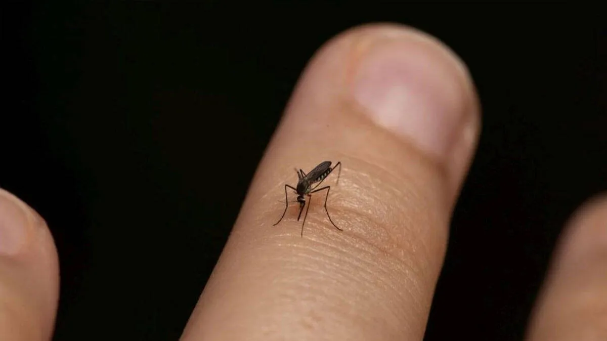 mosquito