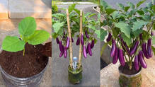 brinjal-