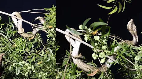 snak.1.4049816