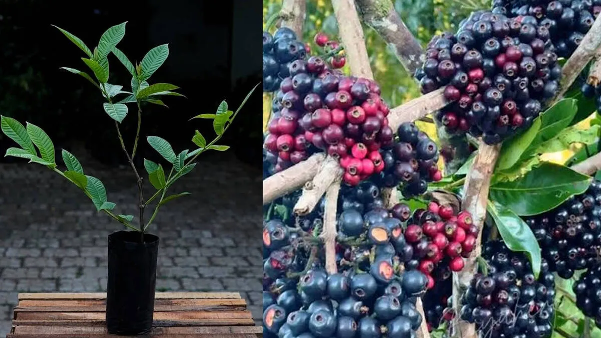 lipote-plant