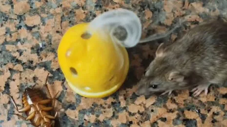 lemon-trick.1.4051247