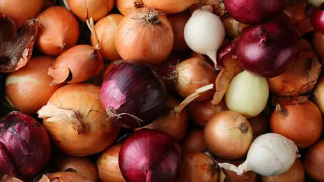 onions.1.4052329
