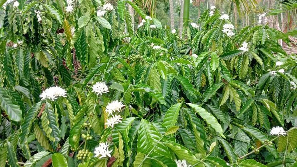 wayanad-cofee-