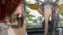 brahmadathan-elephant-pallattu-family