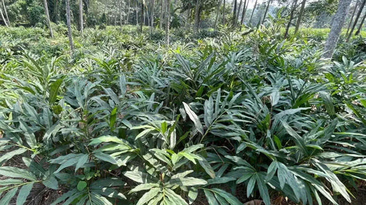 malayinchi-