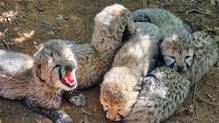 india-born-cheetah-gives-birth-to-five-cubs-at-kuno