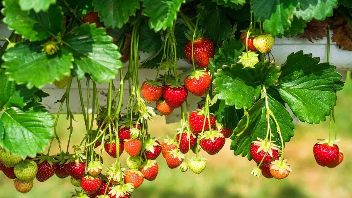 strawberry