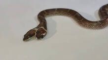 snake-