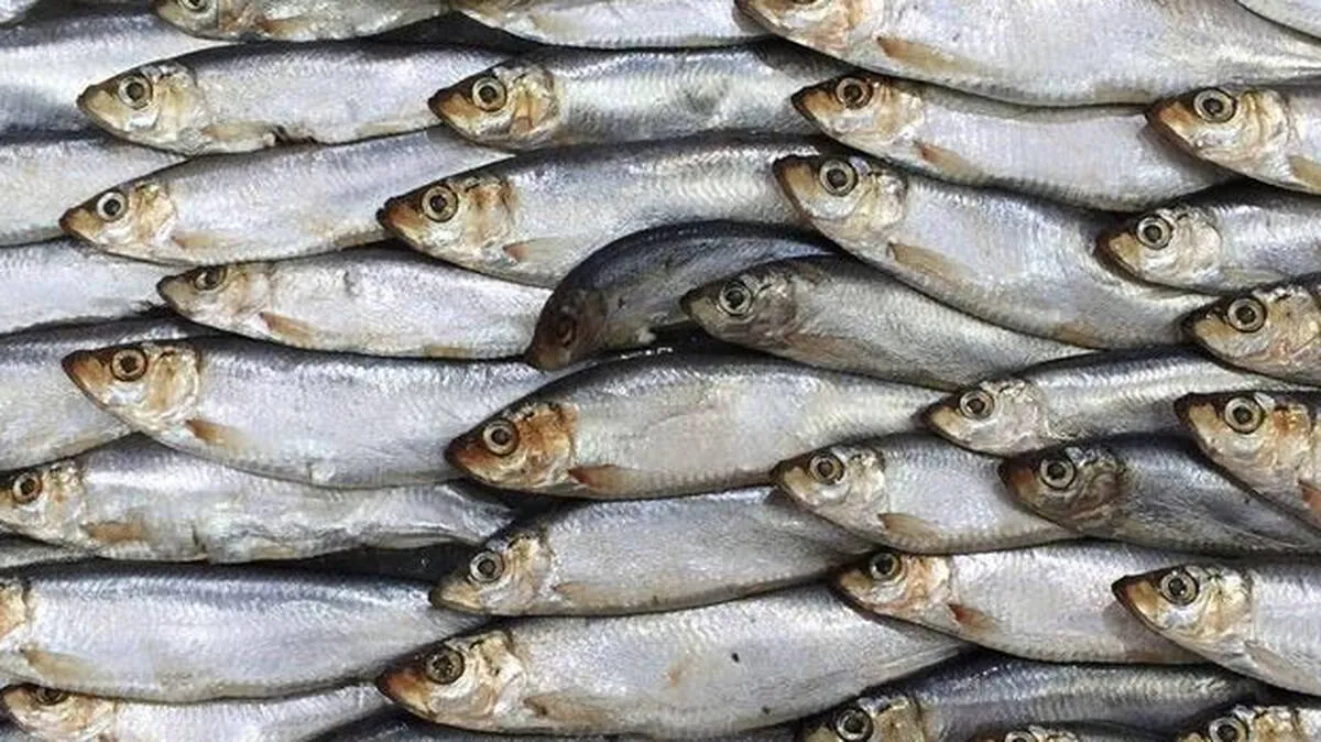 sardine