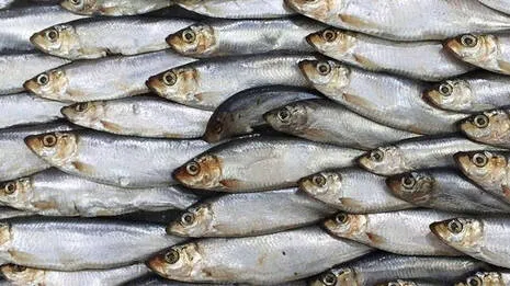 sardine.1.4055295