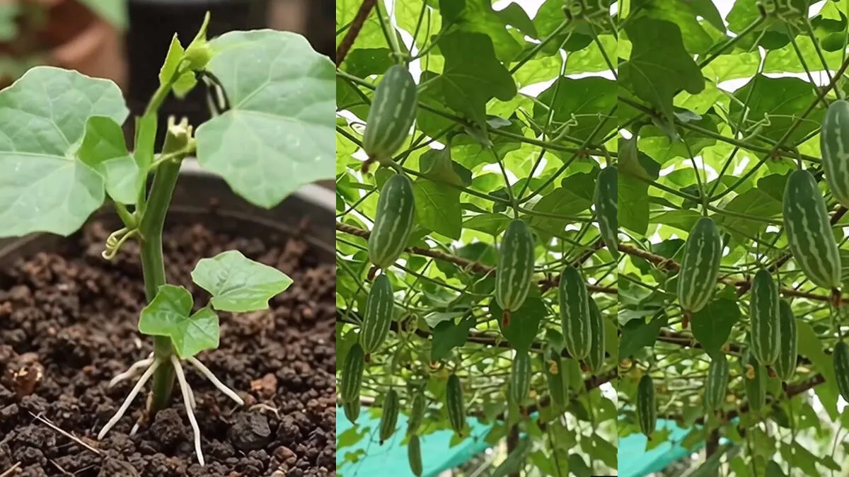 ivy-gourd