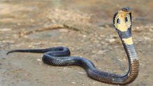 school-classroom-snake-students-safe-forest-department