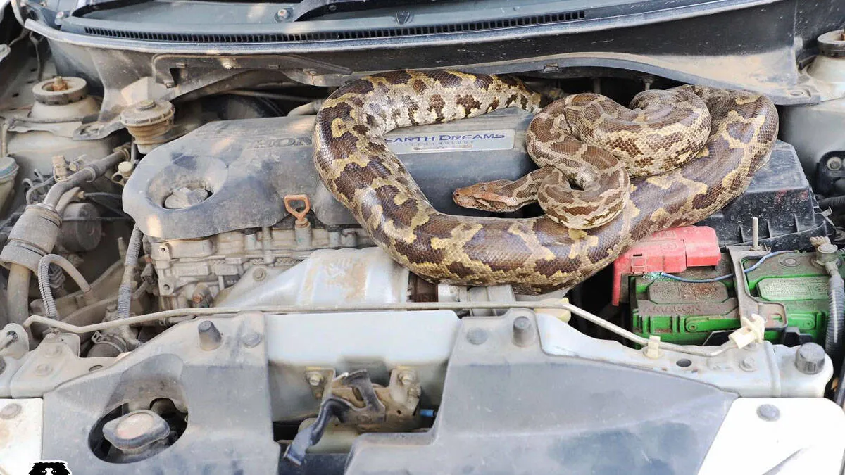 snake