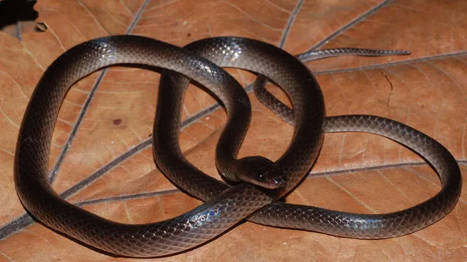 snake