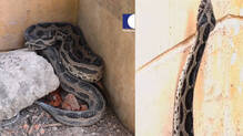 vava-suresh-black-viper-rescue