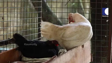 chicken-coop.1.4060234