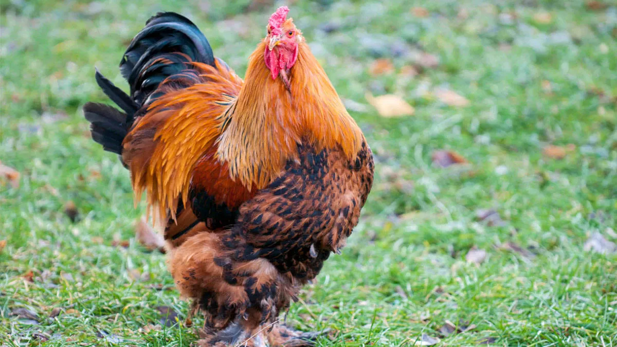 brahma-chicken