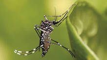 chikungunya-prevention-thiruvananthapuram