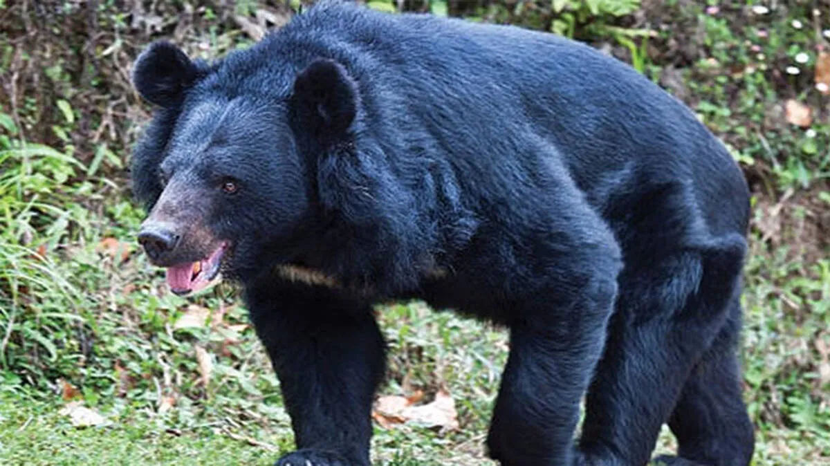 bear-