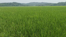 paddyfield
