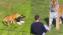 tiger-attacked-a-man-in-zoo-at-uk