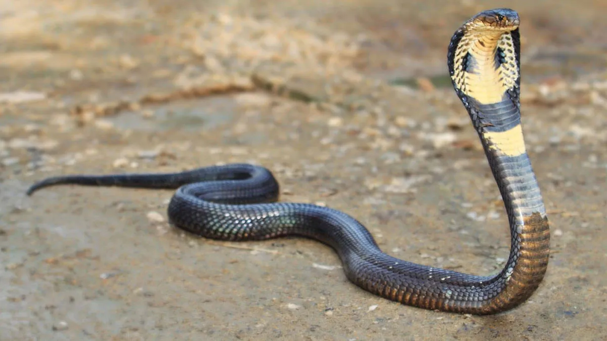 snake