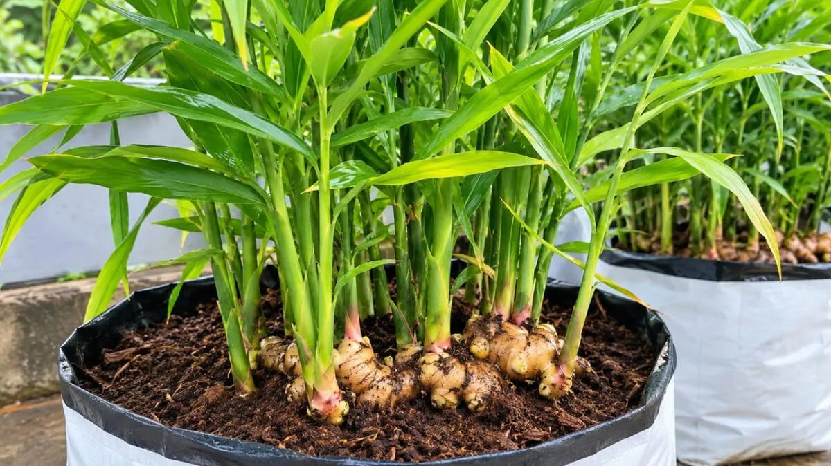 ginger-