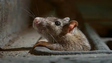 rats.1.4064431