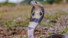 forest-department-captures-cobra-from-house-courtyard