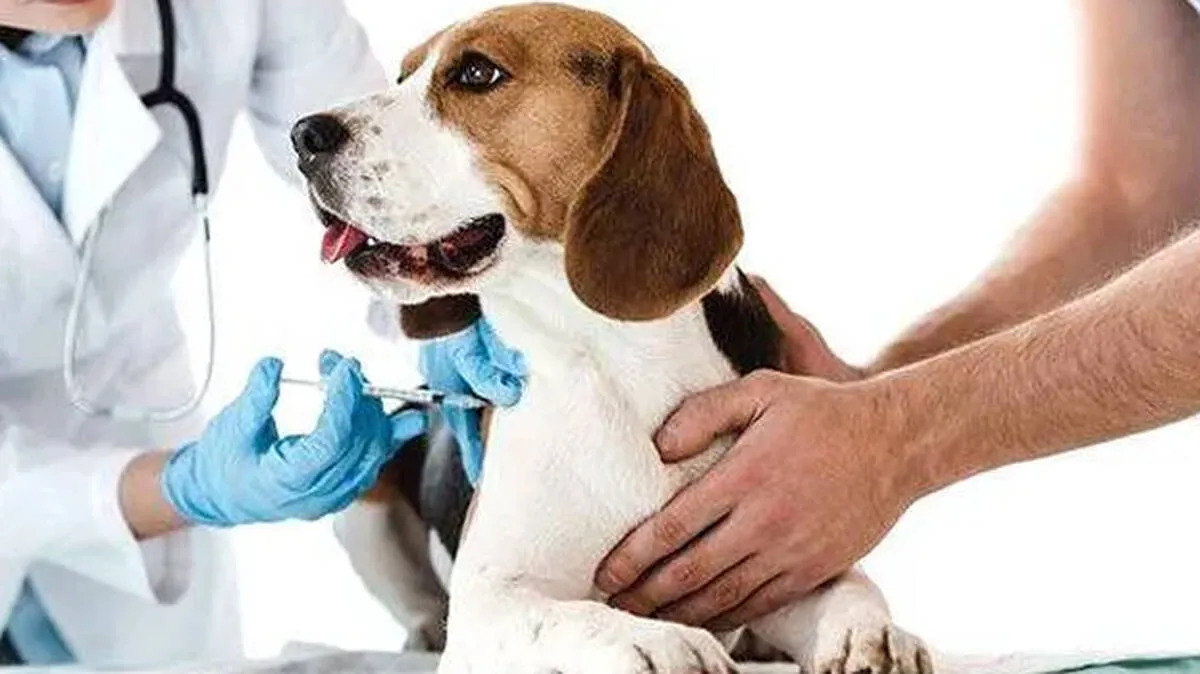pet-dogs
