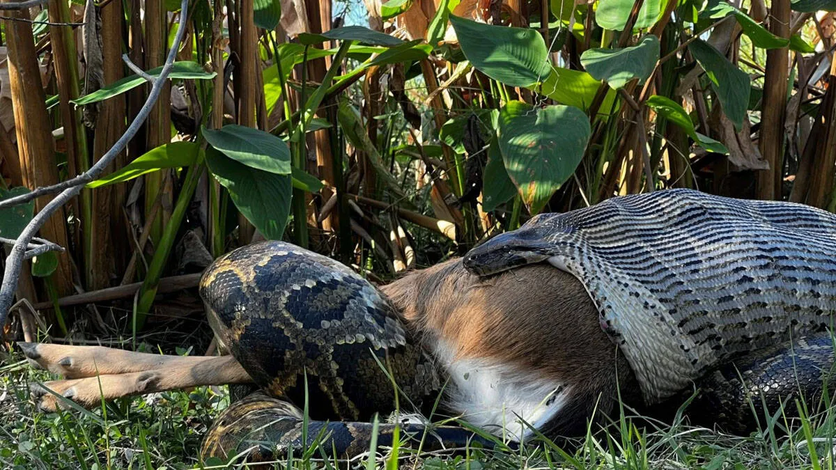 python