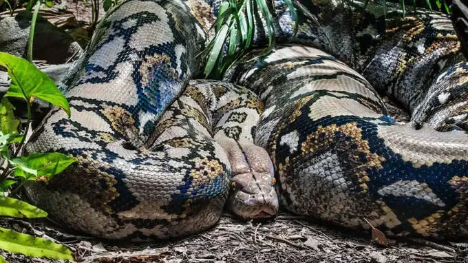 python
