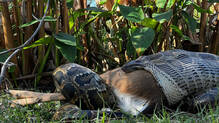 burmese-python-digestion-and-feeding-habits-explained