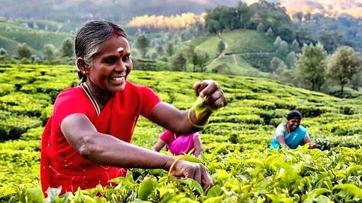 tea tea