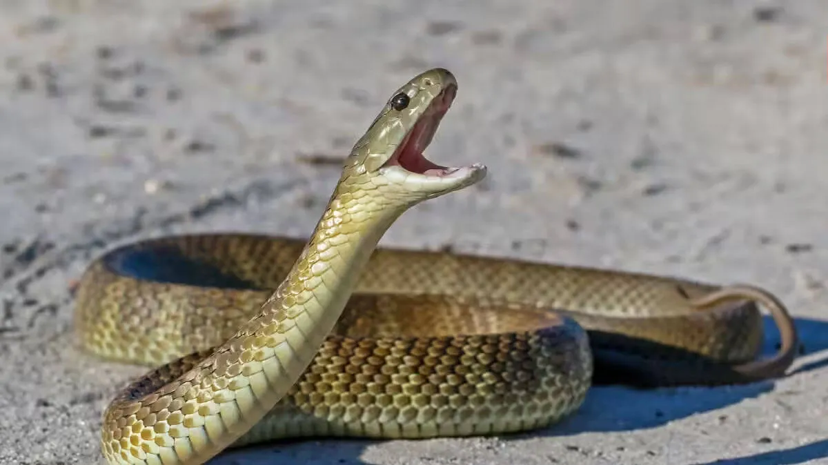 snake