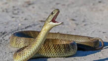 alice-springs-airport-venomous-snake