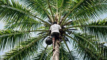 toddy-tapping-course-stipend-insurance
