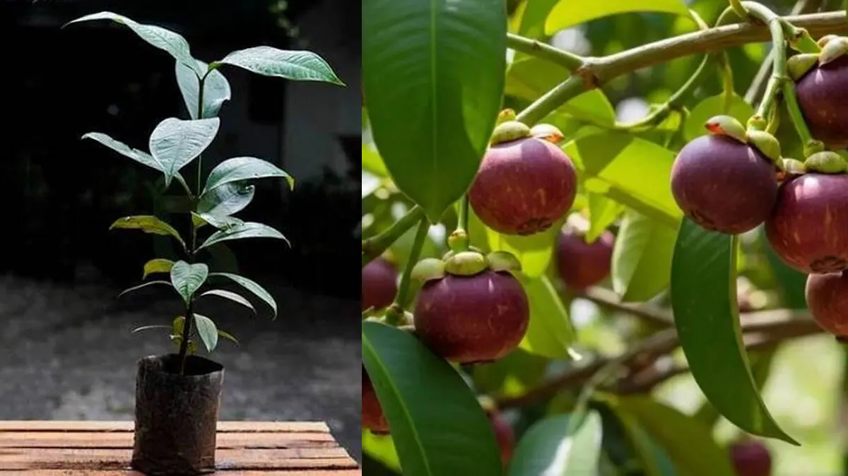 mangosteen