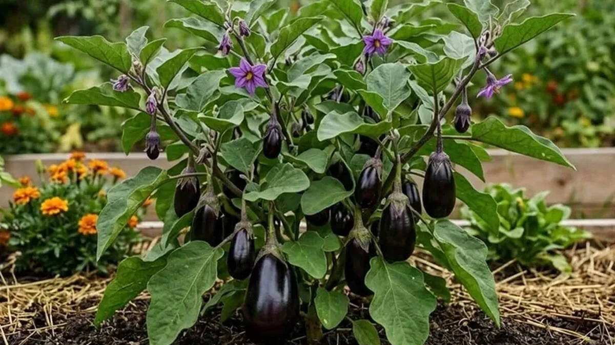eggplant