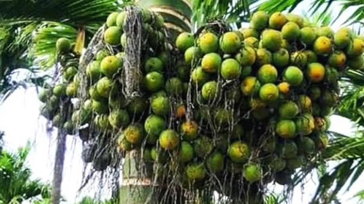 arecanut-