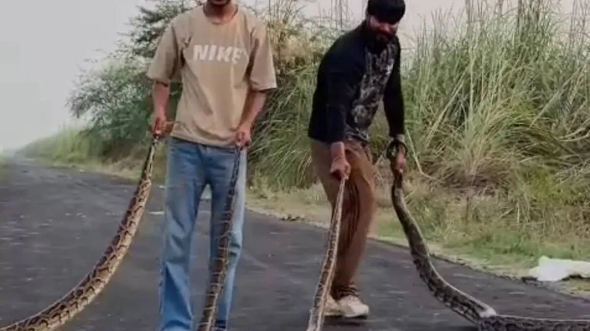 pythons