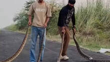 youths-perform-stunts-with-pythons-bulandshahr-video-goes-viral