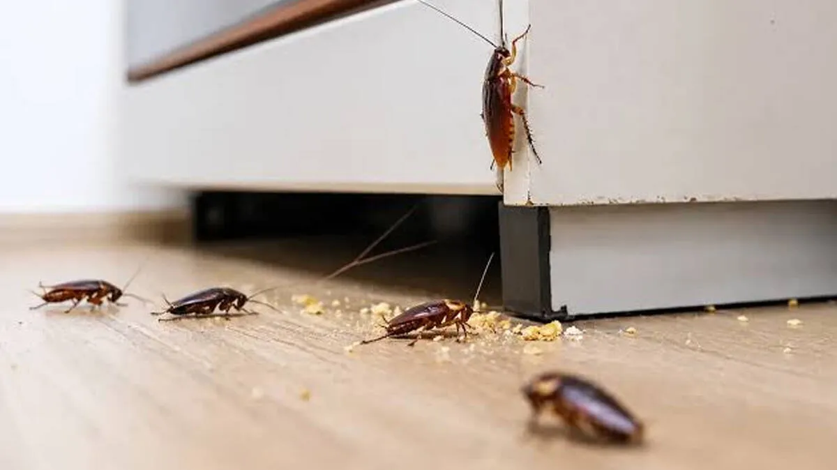 cockroaches