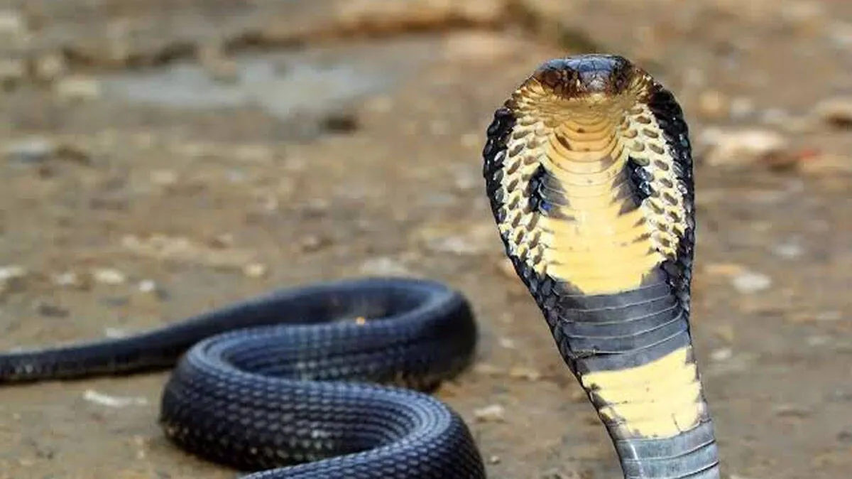 snake