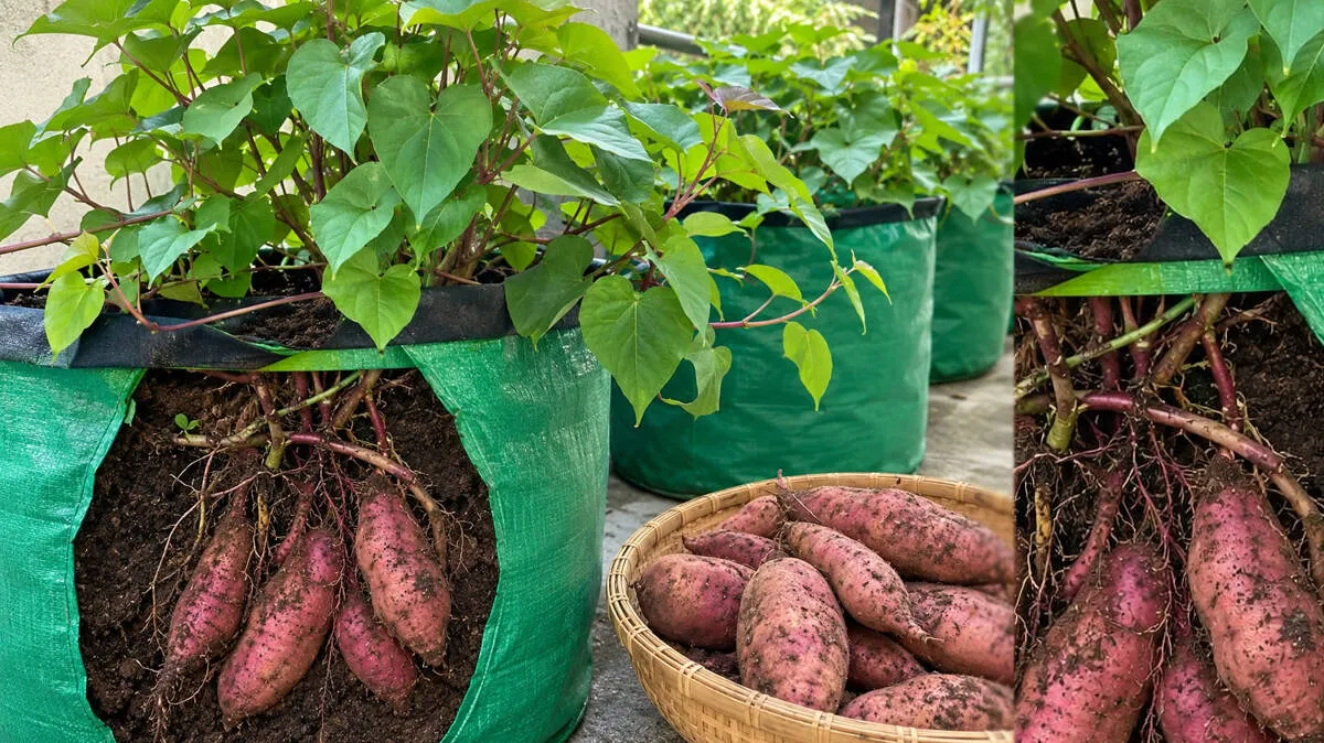 sweet-potato