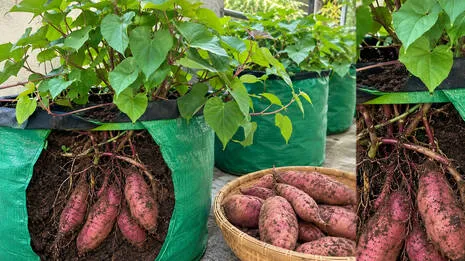 sweet-potato.1.4075057