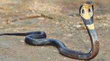 six-amazing-facts-about-snakes-in-india