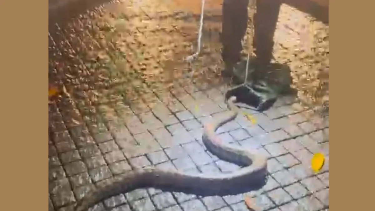 python-found-