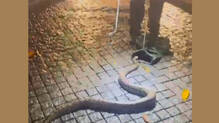 chief-ministers-house-python-found-third-time